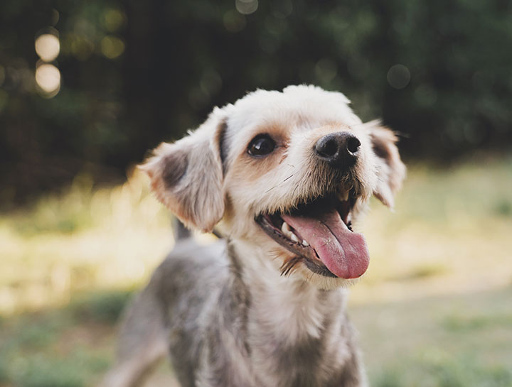 Dog Dental Care